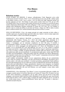 Fico Bianco (varietà) Relazione tecnica CENNI STORICI ED