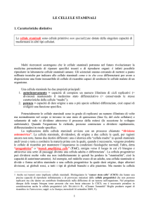 LE CELLULE STAMINALI 1. Caratteristiche distintive Molti ricercatori