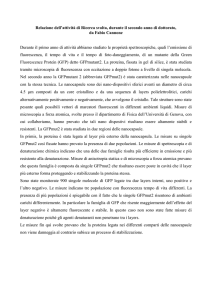 relazione_secondo_anno - Dipartimento di Fisica G. Occhialini