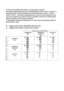 Il colore del mantello dello spinone è relativamente semplice