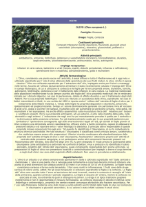 olivo - Farmacia S. Antonio – Brescia