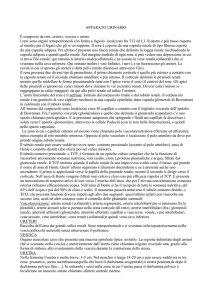 apparato urinario - Radiologia Cremona