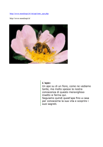 http://www.mondoapi.it/ L`ape: Un ape su di un fiore, come ne