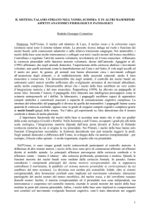 IL SISTEMA TALAMO STRIATO NELL