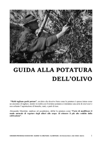 GUIDA ALLA POTATURA DELL`OLIVO “Molti tagliano pochi potano