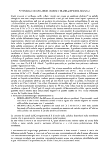 POTENZIALE DI EQUILIBRIO, OSMOSI E TRASDUZIONE DEL