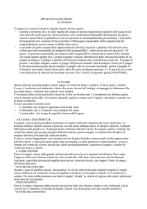 apparato sanguifero - Radiologia Cremona