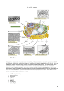 La cellula vegetale - IHMC Public Cmaps (3)