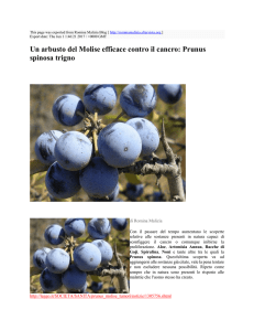 Un arbusto del Molise efficace contro il cancro: Prunus spinosa trigno