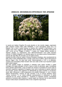 Angelica Archangelica Officinalis