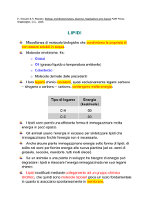 Lipidi