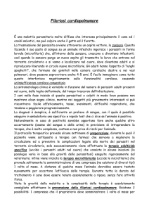 Filariosi cardiopolmonare - Ambulatorio Veterinario Il Prato