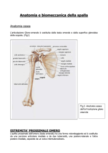 Anatomia e biomeccanica della spalla
