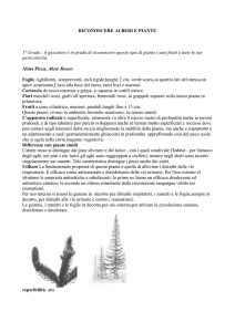 riconoscere alberi e piante