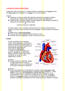 l`apparato cardio-circolatorio - Notizie della scuola di Pietro Guerra