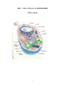 MOD: 1 DALLA CELLULA AI MICRORGANISMI Cellula animale