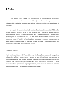 cap 6 Il Nucleo DNA RNA