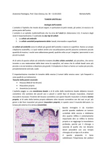 Anatomia Patologica, Prof. Clara Gerosa, lez. 36 – 12.03.2013