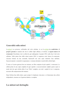 cromosomi e mitosi