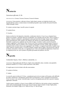 Nasturzio Nasturtium officinale, R. Br.