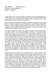 ANATOMIA III 22-04-2013 Lez. 6 PUCCIO, LO ZIO, ANASTASI