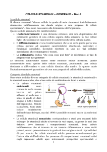 CELLULE STAMINALI