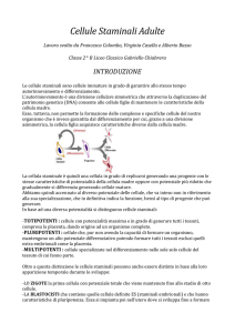 Cellule staminali adulte