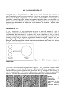 le_dna_topoisomerasi