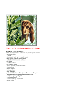 Cibi e piante pericolosi per cani e gatti
