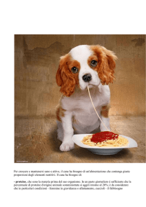 Consigli per una corretta alimentazione del cane