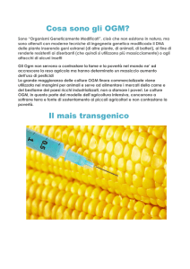 Il mais transgenico - OGM
