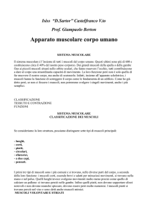 Apparato muscolare - ISISS Domenico Sartor