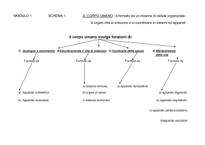 schema struttura gerarchica File - TED