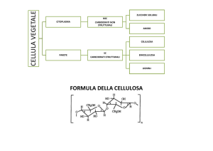formula della cellulosa