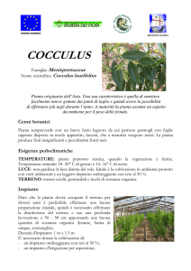 Cocculus - Agriligurianet