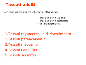 8 I tessuti adulti (1).