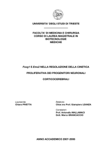 universita` degli studi di trieste - Laboratory of Cerebral Cortex