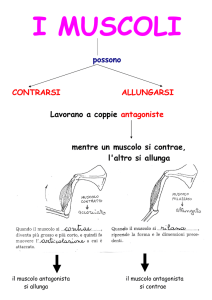 Il sistema muscolare