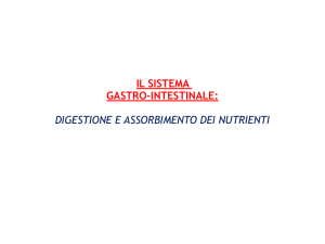 Digestione e assorbimento