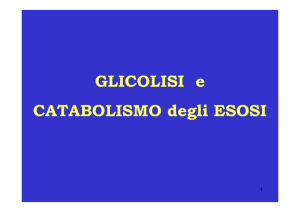 GLICOLISI e CATABOLISMO degli ESOSI