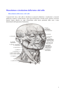 Lez.5-Muscolatura-della-testa-e-del-collo
