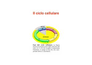 Il ciclo cellulare