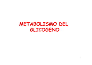 Metabolismo Glicogeno