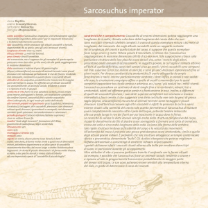 Sarcosuchus imperator (PDF 413 KB)