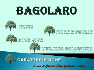 Bagolaro: lavoro di Chantal Gabriele Elisa e Letizia