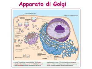 Lezione 7-Golgi e Lisosomi 2015
