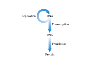 DNA polimerasi