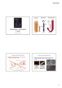 Diapositive sui Microtubuli (1a parte)