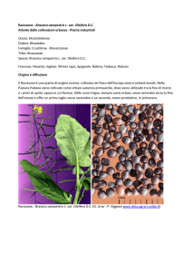 Ravizzone - Brassica campestris L. var. Oleifera D.C. Atlante delle