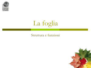 17 - La foglia - sciunisannio.it
